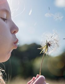 Is There a Connection Between Allergies and Asthma? Is There a Connection Between Allergies and Asthma?