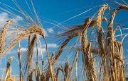 Gluten And Asthma